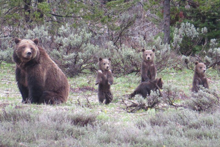 Yellowstone National Park - Full-Day Lower Loop Tour from Jackson - Photo 1 of 16